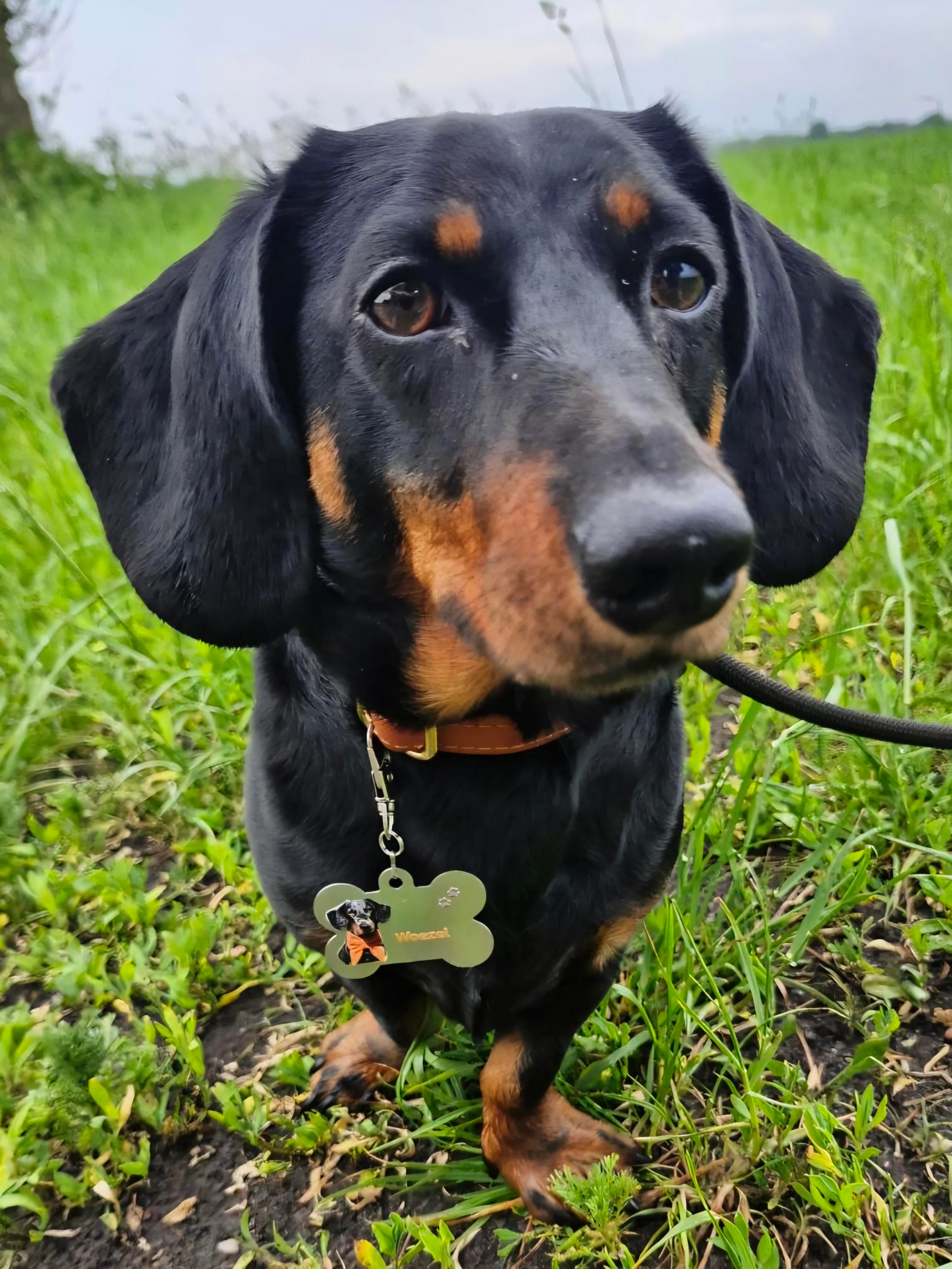 Furaoh pet tag with a photo of a golden retriever, front view.