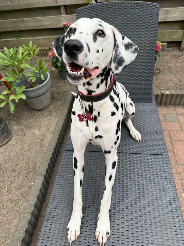 Foto van Oreo